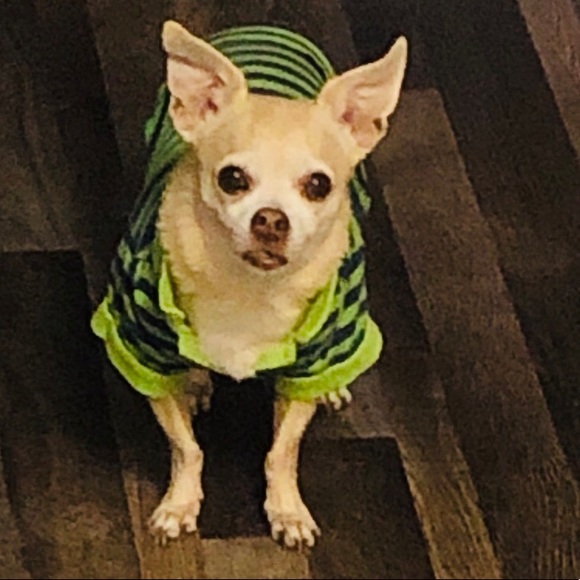 Meet your Posher, Phoenix Marie - Picture 2 of 5